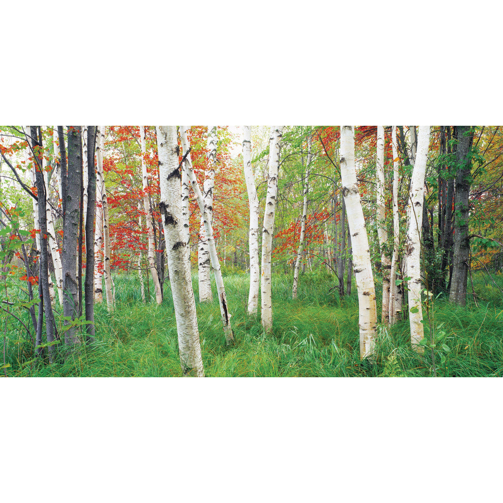 Biggies Wall Mural, 27in x 54in, Aspen Grove