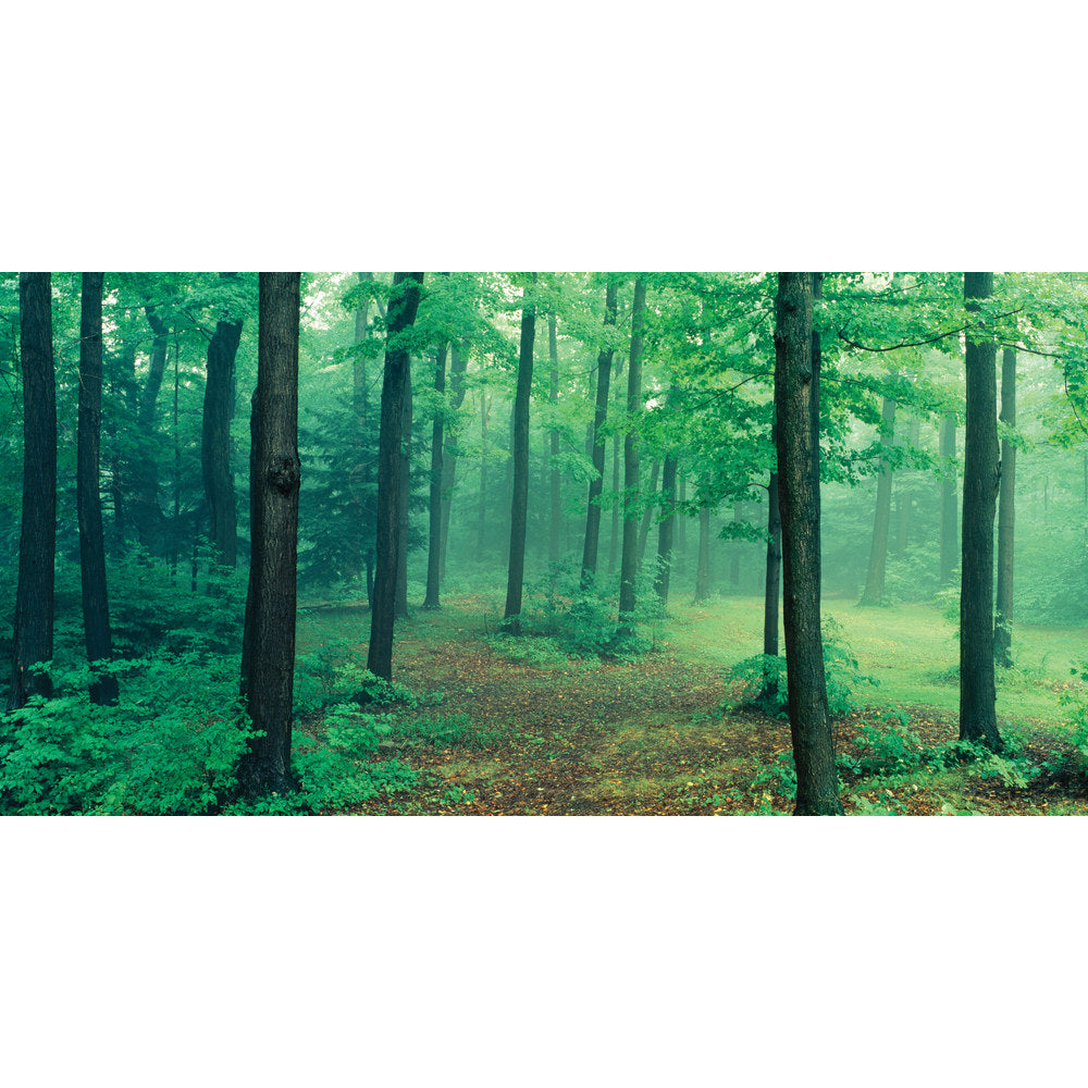 Biggies Wall Mural, 40in x 80in, Misty Forest