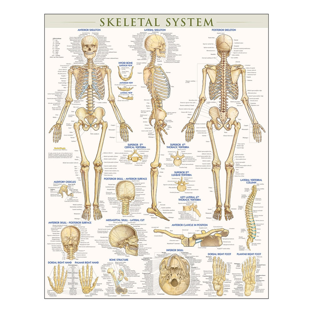 QuickStudy Human Anatomical Poster, English, Skeletal System, 28in x 22in