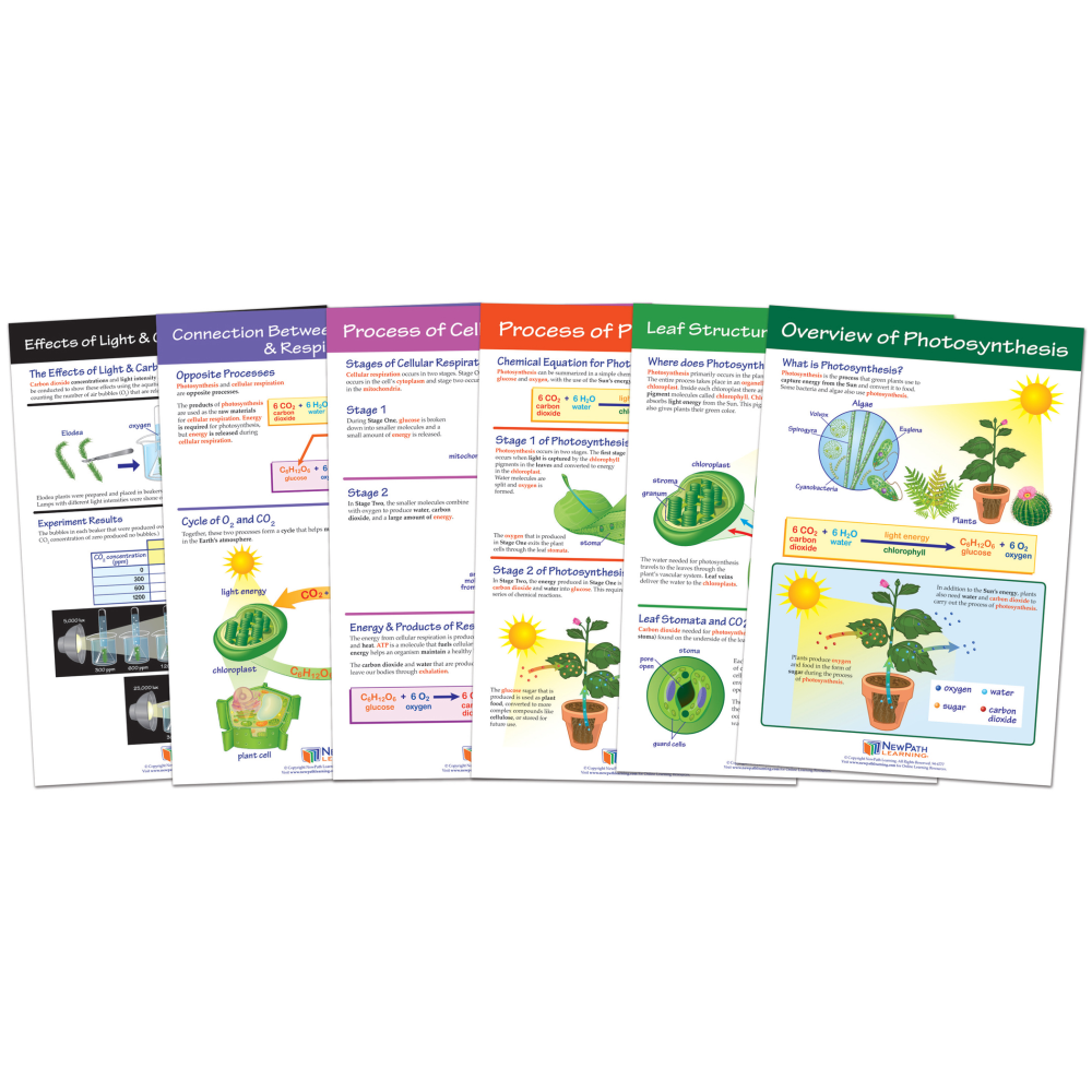 New Path Learning Photosynthesis Bulletin Board Chart Sets, Grades 3-5, Pack Of 6 Sets