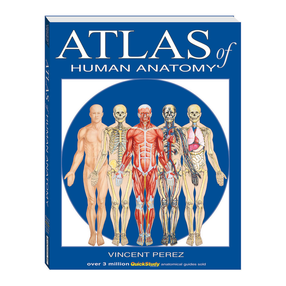 QuickStudy Atlas Of Human Anatomy