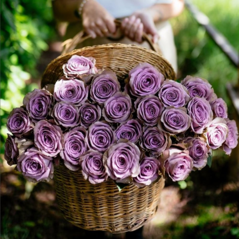 Rose Farmers Purple Attraction Long Stem Roses, Purple, Box Of 24 Roses