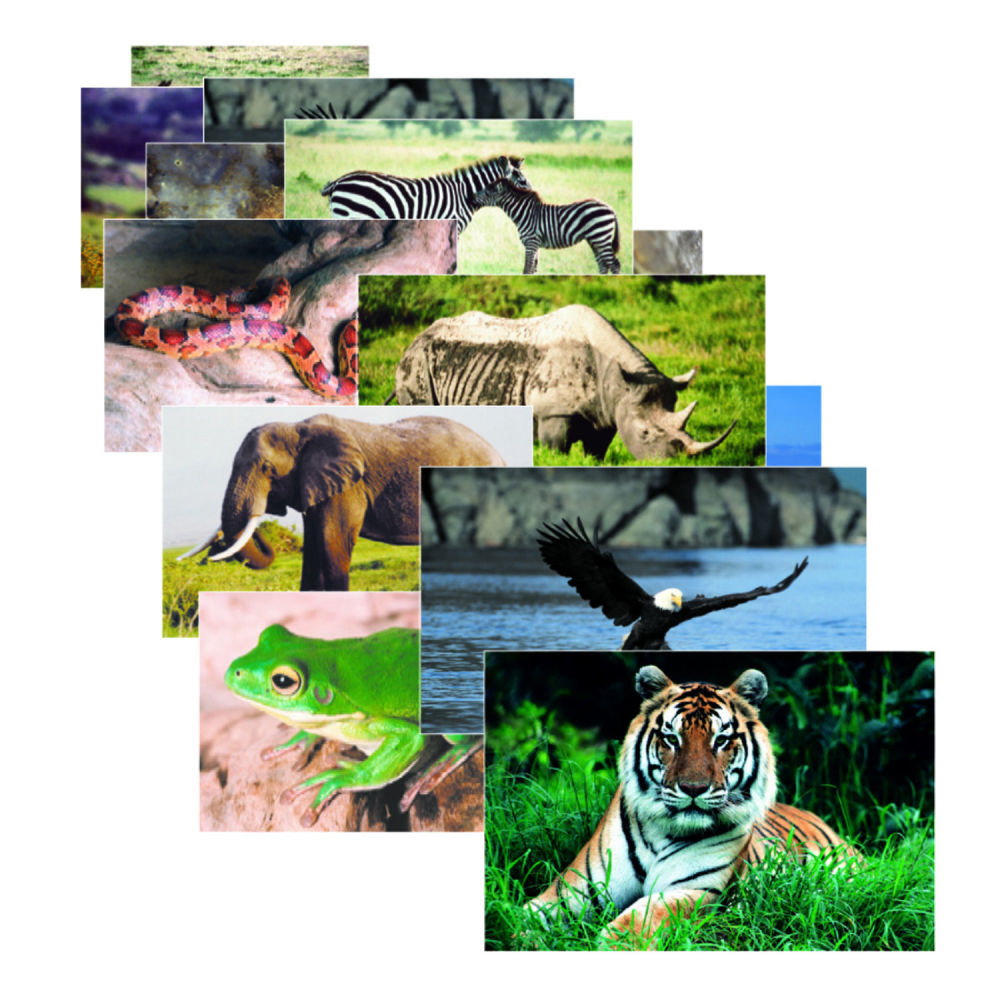 Stages Learning Materials Wild Animals Poster Set, 19in x 14in, Multicolor, Set Of 10 Posters