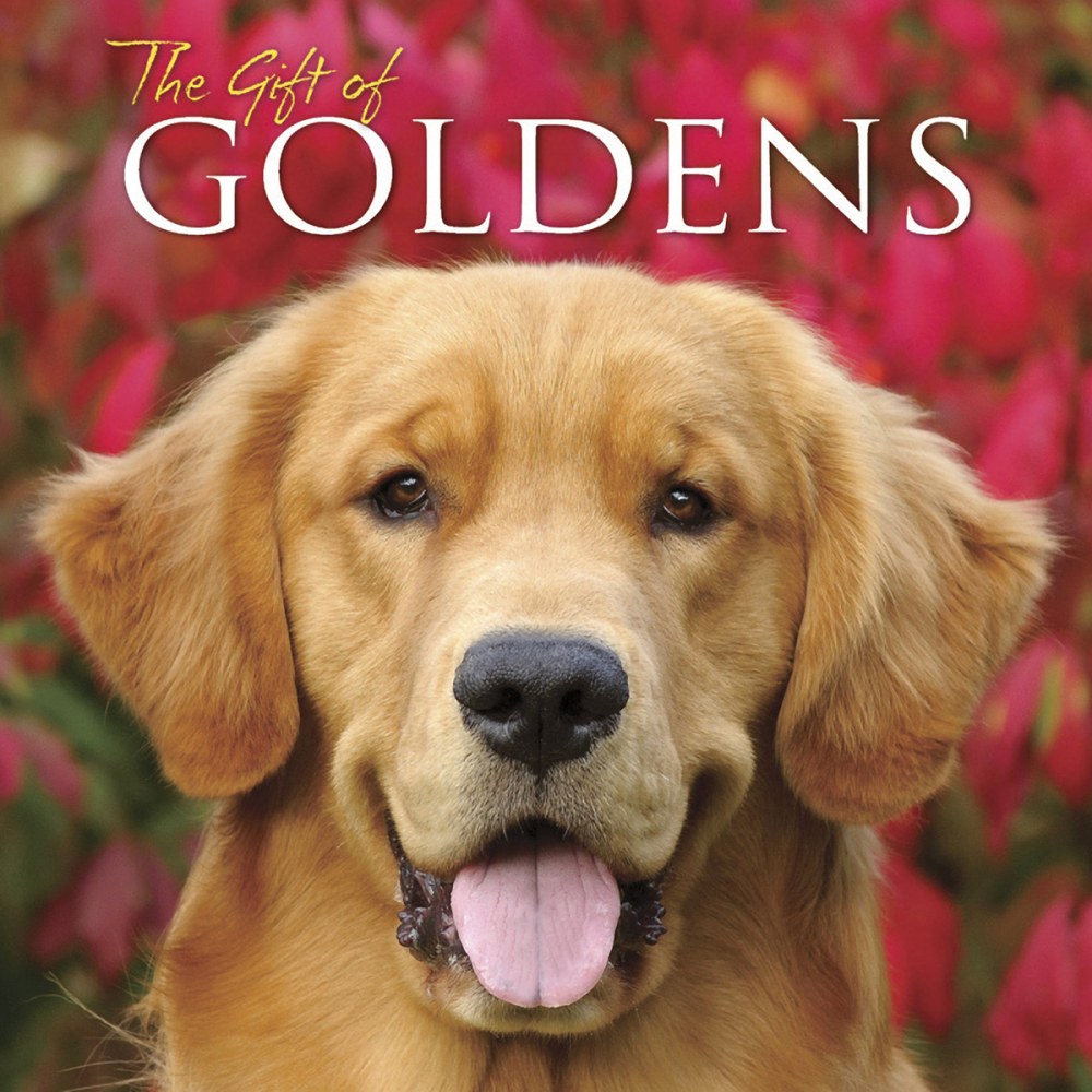 Willow Creek Press 5-1/2in x 5-1/2in Hardcover Gift Book, The Gift Of Goldens