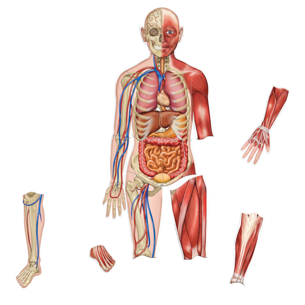 Learning Resources Double-Sided Magnetic Human Body, 3ft, Multicolor, Kindergarten To Grade 4