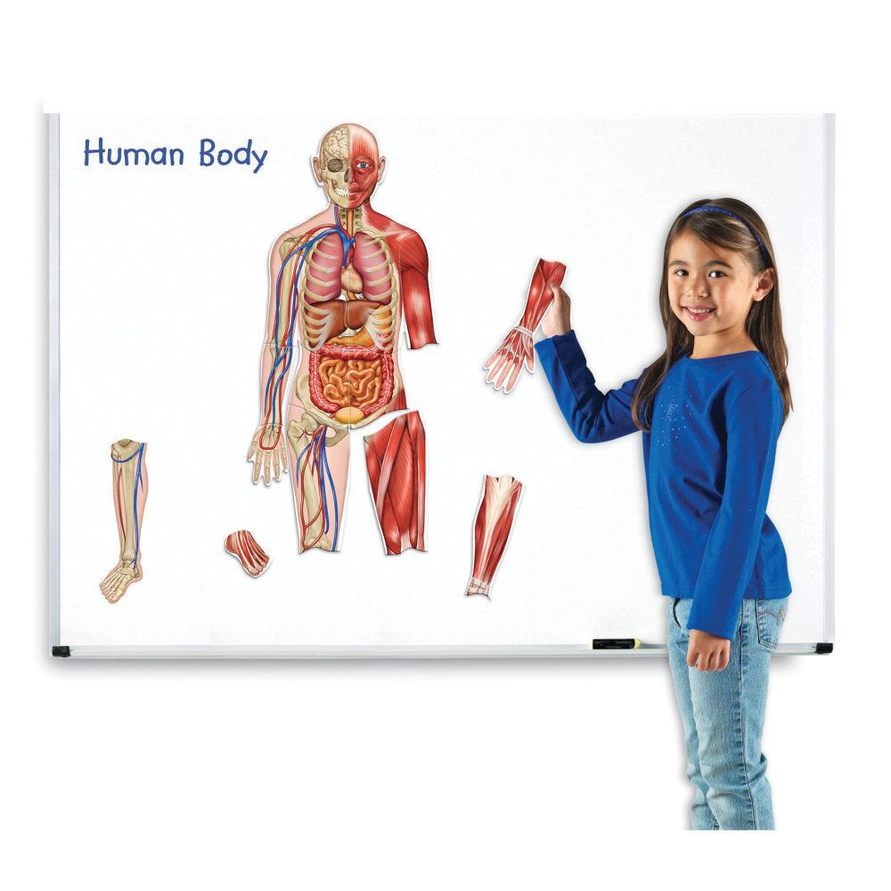 Learning Resources Double-Sided Magnetic Human Body, 3ft, Multicolor, Kindergarten To Grade 4