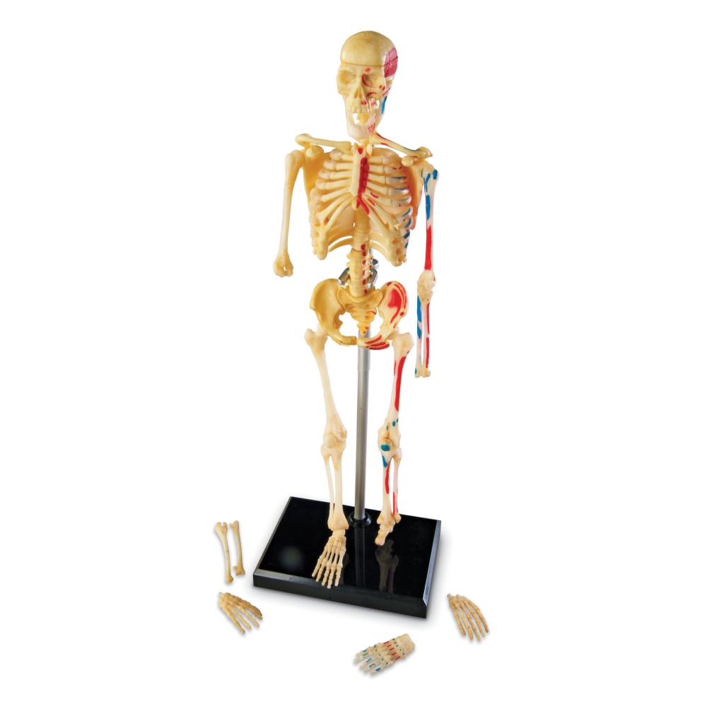 Learning Resources Human Skeleton Model, Grade 3 - Grade 9