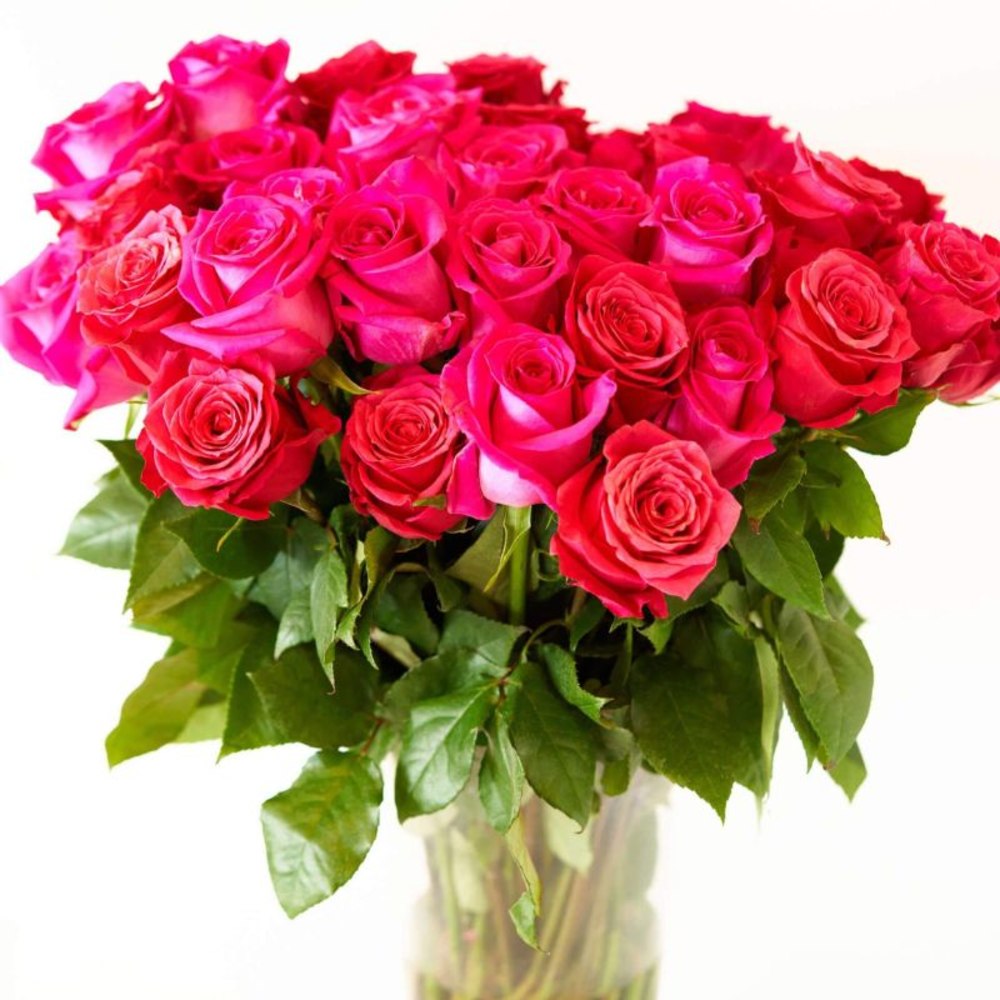 Rose Farmers Hot Pink Long Stem Roses, Hot Pink, Box Of 12 Roses