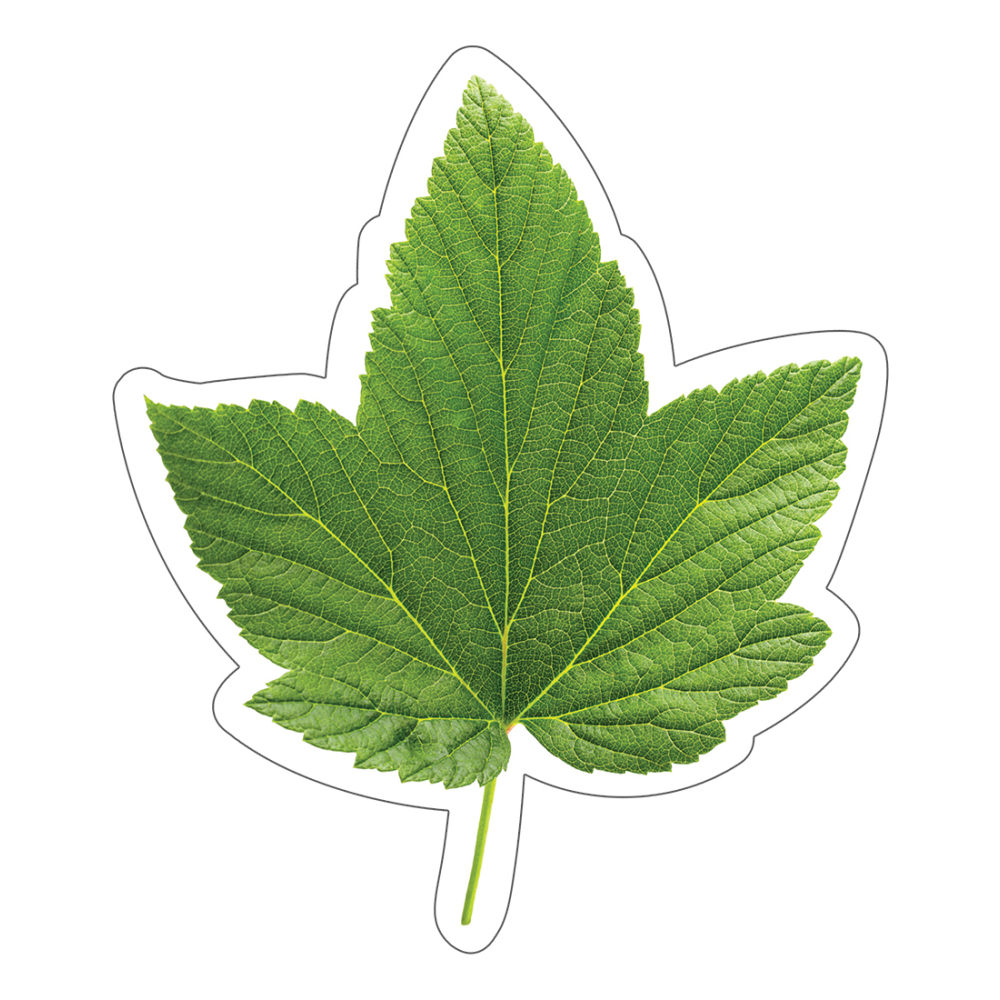 Schoolgirl Style Single Cut-Outs, 5-1/2in x 6-1/4in, Green Leaf Colorful, Pack Of 36 Cut-Outs