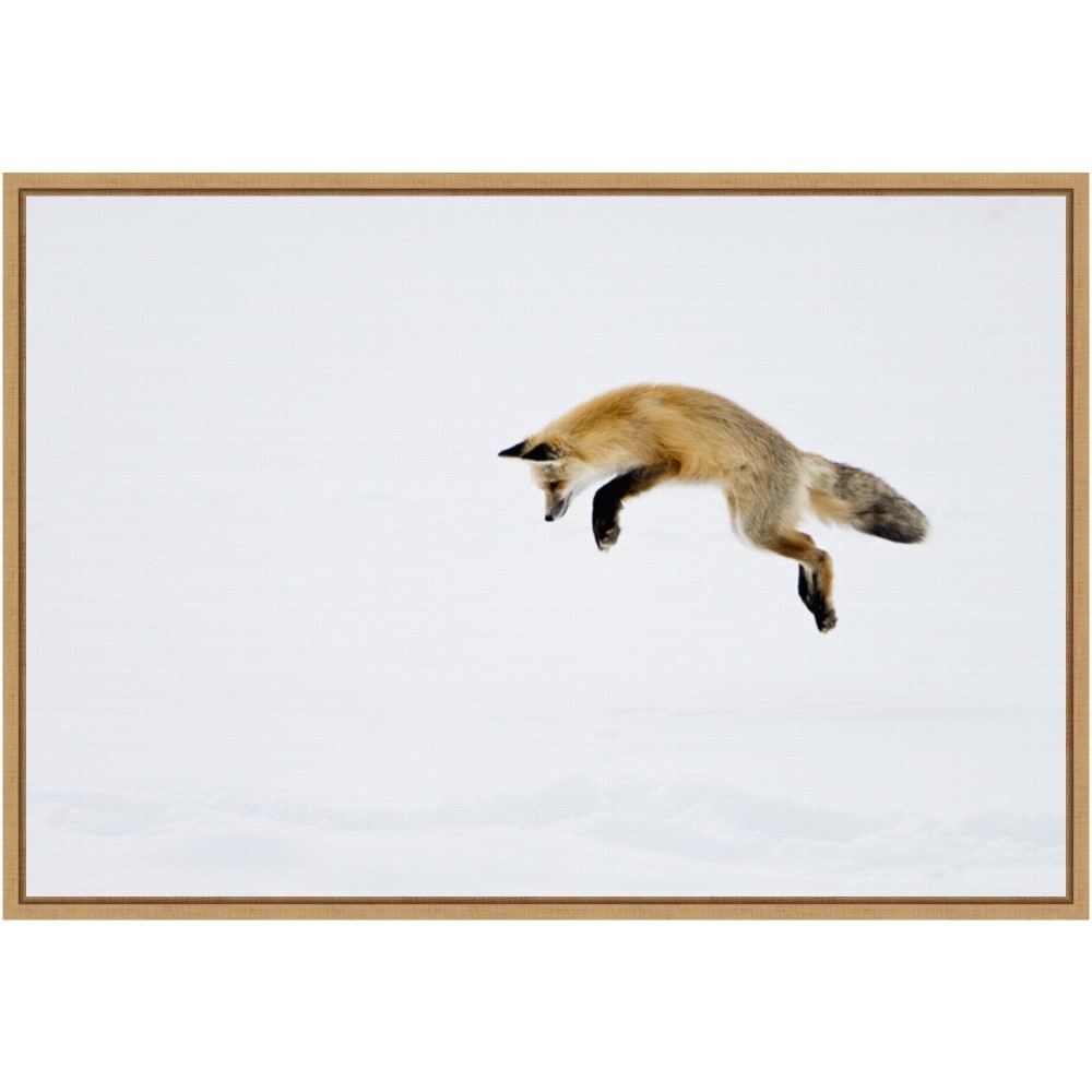 Amanti Art Red Fox in Snow by Deborah Winchester Framed Canvas Wall Art Print, 23in x 16in, Maple